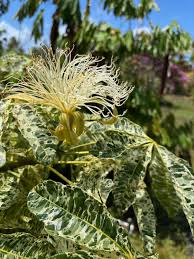 Image result for Pachira glabra