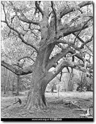 他们在拍什么 mitch epstein 纽约的树 tree arbor plants