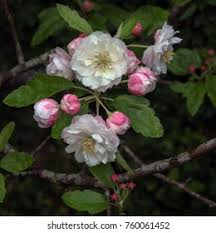 See more ideas about malus, crab apple, apple. Closeup Pretty Pink White Flowers Malus Stock Photo Edit Now 760061452