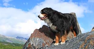 Check spelling or type a new query. 5 Things To Know About Bernese Mountain Dogs