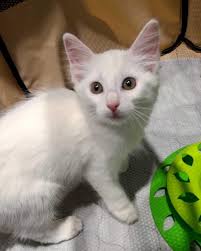 ITS ADOPTION DAY! 💚 Swing by 1380 Village Square Blvd in Tallahassee to  see what we're all about! We have dozens of cats and kittens ready to go  home today. Stop by