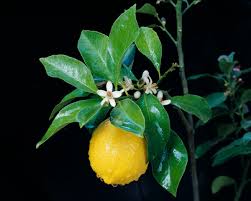 An orange tree with one fruit on it and only had a couple of flowers on it, its about 5 years old. Citrus Trees Not Producing Fruit Thriftyfun