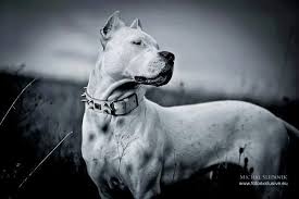 Dogs Panosundaki Pin