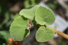 Image result for Tetradenia bainesii