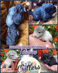 Get comfy with bed blankets. Chinchillas For Sale