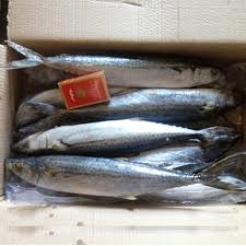 Keropok ikan tamban asli pengkalan setar(cap ikan tamban). Are Ikan Images Photos Pictures On Alibaba