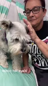 Man Pretending to Eat Weimaraners Ear