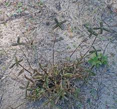 Image result for Dactyloctenium aegyptium