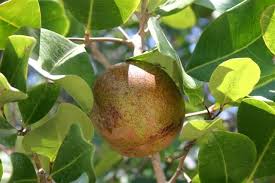 Image result for Xylocarpus