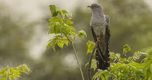 common cuckoo guguk lake uluabat bursa 2019