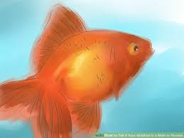 The best way to go about it is to look for longer pectoral fins and firmer stomachs. Welcome Jme World How To Tell If Your Goldfish Is A Male Or Female