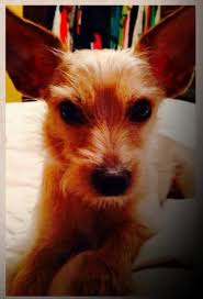 Missing English bulldog Millie in Wingham Ontario area