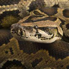 Burmese Python National Geographic Burmese Python Python Burmese