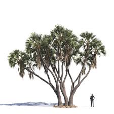 Image result for Hyphaene