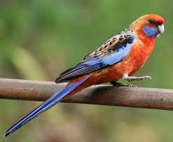 Adelaide Rosella Pair A Bird 2 Of 2 Bird Animals All Gods Creatures