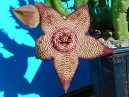 Pin On Brown Flowers