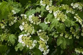 We did not find results for: Arbusto Con Fiori Bianchi