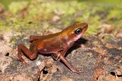 Amphibiens de Guyane · iNaturalist Australia