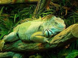 Green Iguana By Tienna Deviantart Com Green Iguana Iguana Iguana Pet