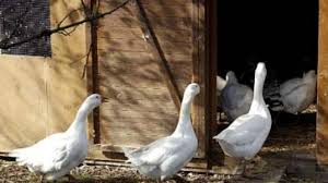 Wann ist die martinsgans durchgegart? Martinstag Der Gans Geht Es An Den Kragen Rhein Main Faz
