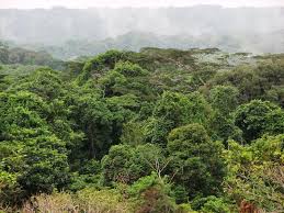 Image result for Leptonychia tokana