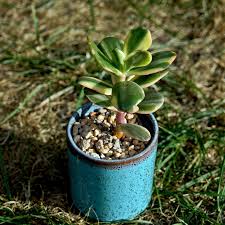 Image result for Crassula alba