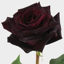 Maybe you would like to learn more about one of these? Wholesale Flowers Bulk Flowers Online Blooms By The Box