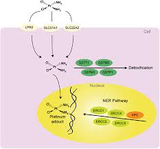 Image result for Cisplatin