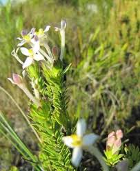 Image result for Gnidia