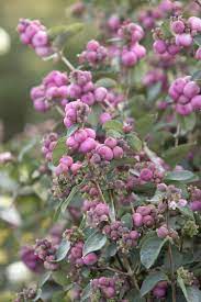 Here are some of the best strawberry companion plants you can use! Pink Symphony Snowberry