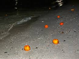 Chap goh mei is celebrated on the 15th day of chinese new year and it is the final day of the big festive celebration. Chap Goh Mei Chinese Valentine S Day Forget Tinder Use Oranges Pipeaway