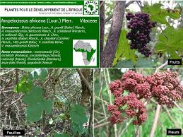 Image result for Ampelocissus africana