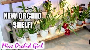 Just because the flowers have fallen off doesn't mean that the orchid 1 encouraging an orchid to bloom. New Shelf For My Orchids Shirley S Simple Shelving Review Youtube
