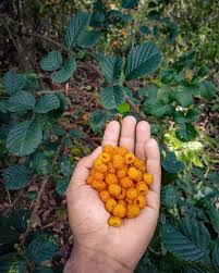 Image result for Rubus ellipticus