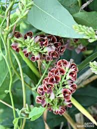 Some grow beautiful bright color flowers, while some have amazing fruits. Perennial Vegetables 15 Easy To Grow Choices For The Garden