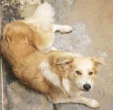 Adopt golden retriever dogs in illinois. Hainesville Il Golden Retriever Meet Rice Cake A Pet For Adoption Golden Retriever Pet Adoption Retriever Puppy