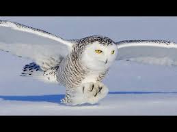 Puchacz śnieżny i odbierz w mieście głuchołazy. Snowy Owl Puchacz Sniezny Youtube