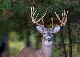 What S New For The 2020 2021 Hunting Seasons The Cullman Tribune