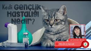 Kedi Genc Hastaligi Nedir Veteriner Hekim Pelin Cakar Youtube