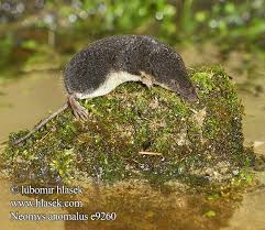 Image result for Neoschumannia