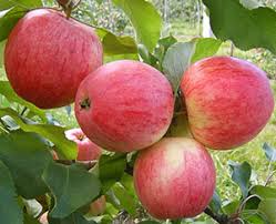 Hari ni kami nak pergi wisata petik apple! Gambar Dan Keterangan Salah Satu Jenis Paling Tua Dari Epal Melba