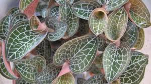 Jewel orchid care requires bright light and moderate humidity. Jewel Orchid Ludisia Discolor Profile Rayagarden