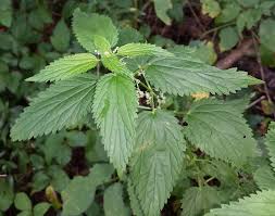 Image result for Urtica