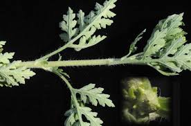 Image result for Chenopodium olukondae