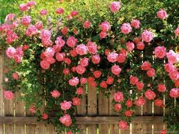 Check spelling or type a new query. Rose Flowers Wallpaper Roses Flowers Wallpapers Desktop Background