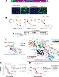 Human Monoclonal Antibodies Against Chikungunya Virus Target Multiple Distinct Epitopes In The E1 And E2 Glycoproteins