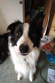 Pin On Border Collie