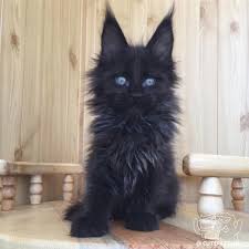 That S A Beautiful Kitty Cute Animals Pretty Cats Cats