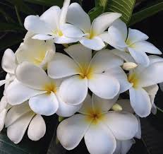 Pin On Frangipani Love