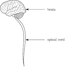 The peripheral nervous system consists of sensory neurons, ganglia (clusters of neurons) and nerves that connect the central nervous system to arms. 1 The Central Nervous System Download Scientific Diagram